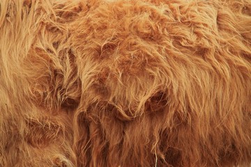 Pelage de vache.