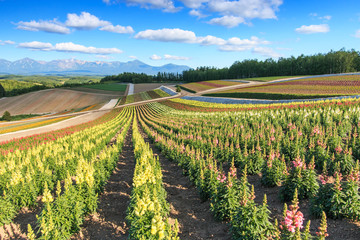 Flower garden in Kamifurano, with mountain view in Furano, Hokkaido Japan