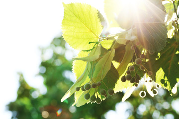 Green leaves of tree branch, closeup