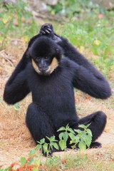 Singe aux grands bras.