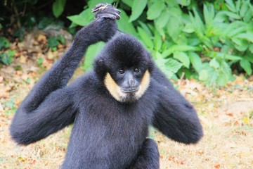 Singe aux grands bras.