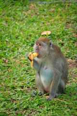 the monkey sits and eats banana on grass