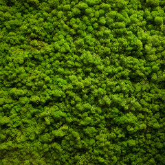 Moss texture