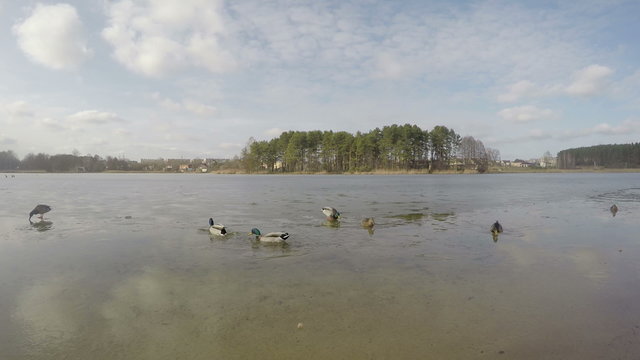 group of ducks walk swim on thin layer of ice covered lake on early spring. 4K UHD wide angle shot. 
