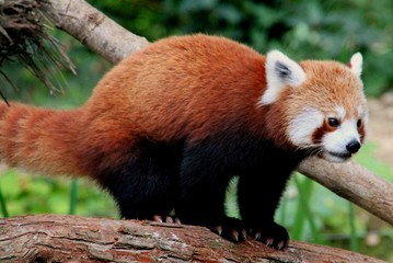Panda roux.