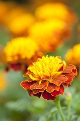 Yellow and Brown Marigold flowers