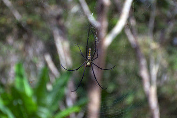 Golden Silk Orb-Weaver and small Spiders