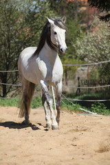 Obraz na płótnie Canvas Amazign white andalusian stallion moving