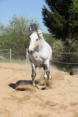 Amazign white andalusian stallion moving