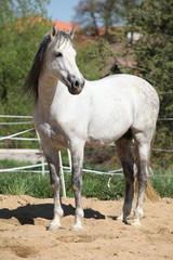 Naklejka na ściany i meble Beautiful andalusian stallion in spring