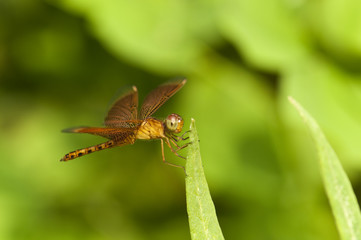 Brown Dragonfly