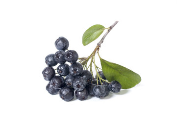 Black chokeberry - aronia on a white background