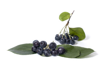 Black chokeberry - aronia on a white background