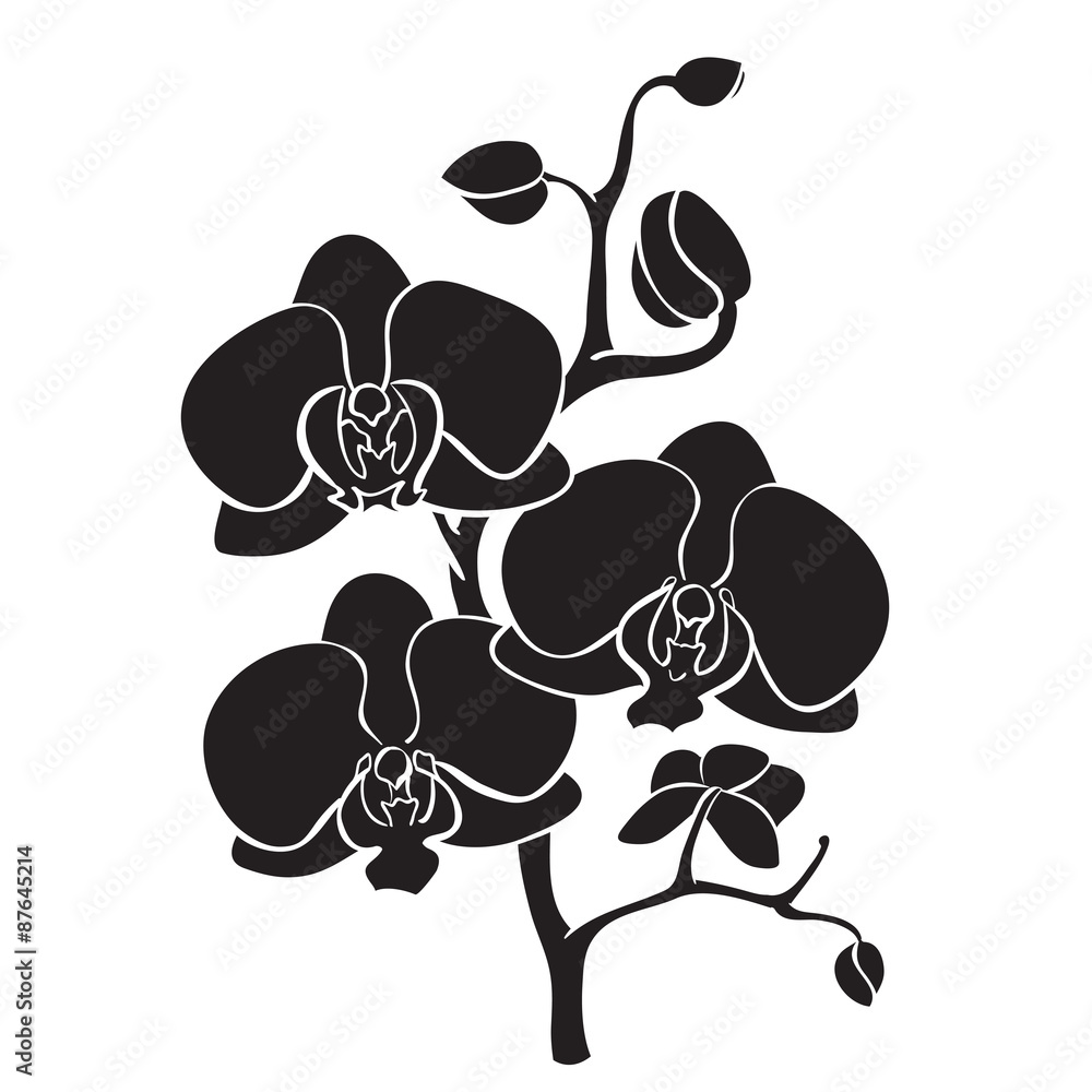 Poster Silhouette orchid branch