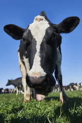 Closeup portrait of a cow and cattle