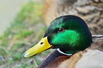 マガモのオスの顔アップ