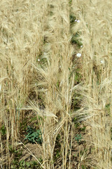 Beautiful summer field