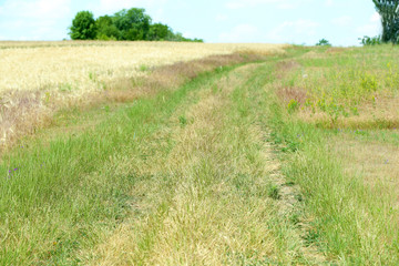 Country road in field
