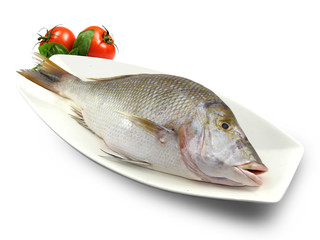 Shaour Arabian Fish 