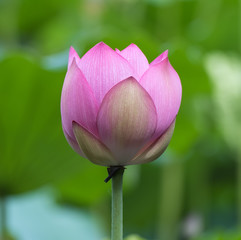 Lotus flower