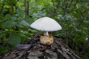 In the old rotten tree grew beautiful mushroom. Life changes death.
