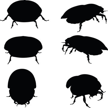 bug scarab attacking
