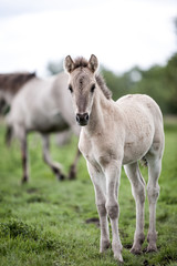 Naklejka na ściany i meble Konik wild pony foal. A young foal from a herd of feral Konik horses in their open environment at Oostvaardersplassen, Holland.