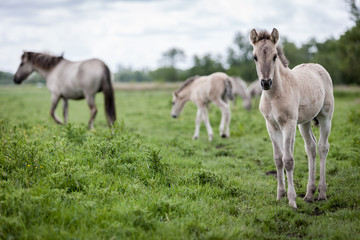 Naklejka na ściany i meble Konik foal horse. Wile free range feral Konik horses in their native environment at Oostvaardersplassen, Holland.