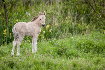 Fototapeta premium Konik wild horses. Free-ranging Konik horses in their open environment at Oostvaardersplassen, Holland.