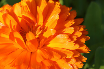 calendula