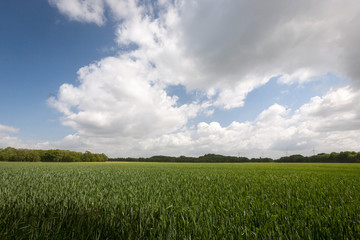 Dutch farmland. Typical flat and featureless agricultural crop land in Holland, Europe.