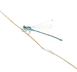 Azure damselfly on a twig in front of a white background
