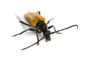 Soldier Beetle in front of a white background