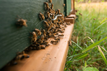 Fin de journée pour les abeilles