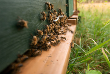 Atterrissage des abeilles