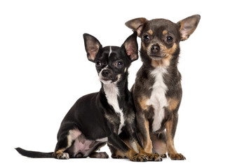 Two Chihuahuas sitting in front of a white background