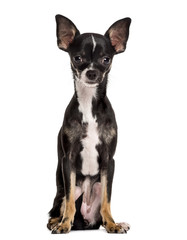 Chihuahua sitting in front of a white background