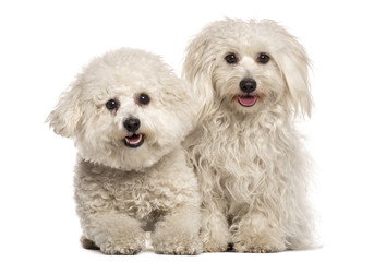 Two Malteses sitting in front of a white background