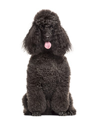Poodle sitting in front of a white background