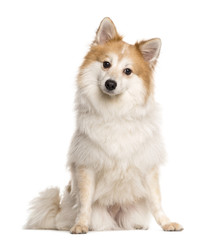 Obraz premium Spitz sitting in front of a white background