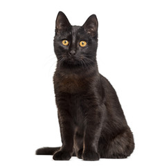 Obraz premium Czarny kot siedzi na białym tle