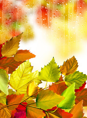 autumn foliage - obrazy, fototapety, plakaty