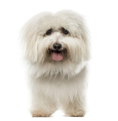 Maltese standing in front of a white background