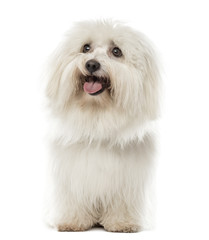 Maltese sitting in front of a white background