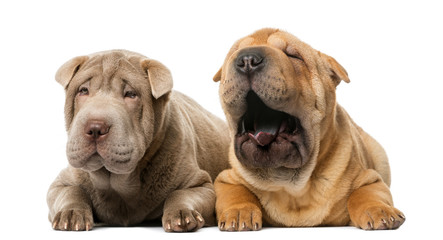 Two Shar pei puppies lying in front of a white background
