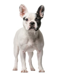 Fototapeta premium French Bulldog standing in front of a white background