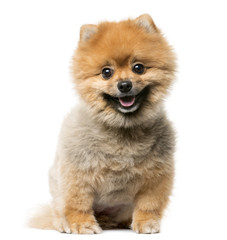 Spitz puppy sitting in front of a white background