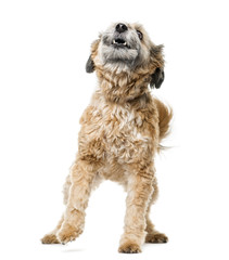 Crossbreed dog barking in front of a white background
