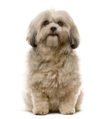 Shih Tzu sitting in front of a white background
