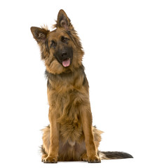 German Shepherd sitting in front of a white background